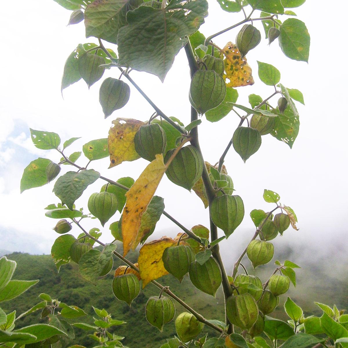 Physalis