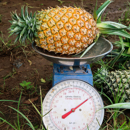 Ananas getrocknet