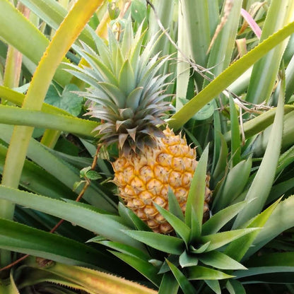 Pineapple Mix Box