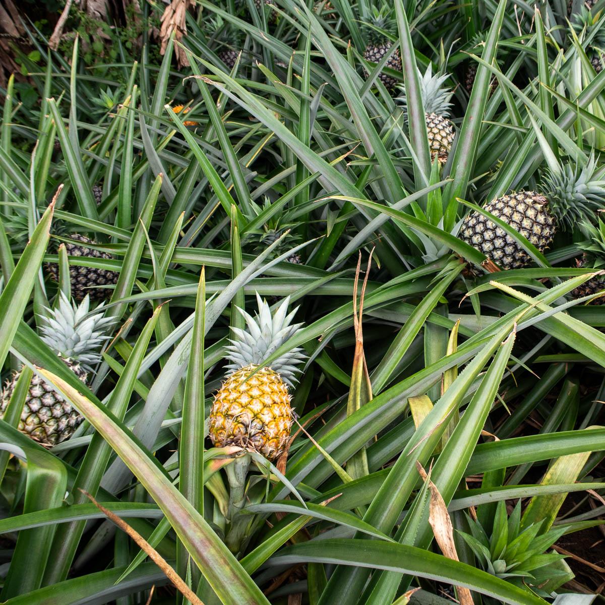 Ananas Cayenne