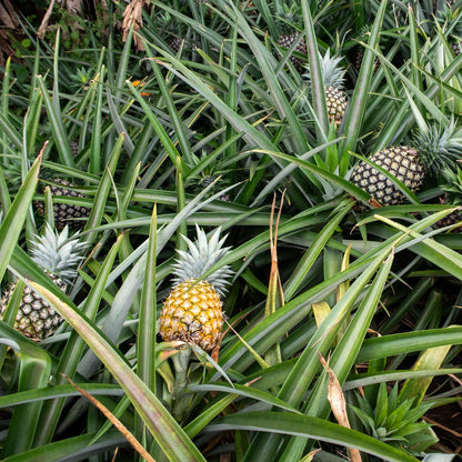 Ananas Cayenne