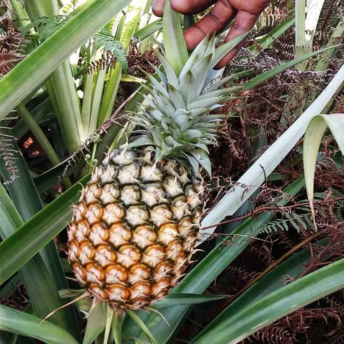 cayenne pineapple plant Pineapple Cayenne