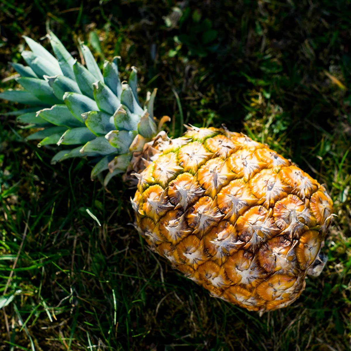 Pineapple Extra Sweet