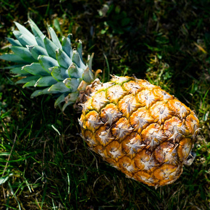Pineapple Extra Sweet