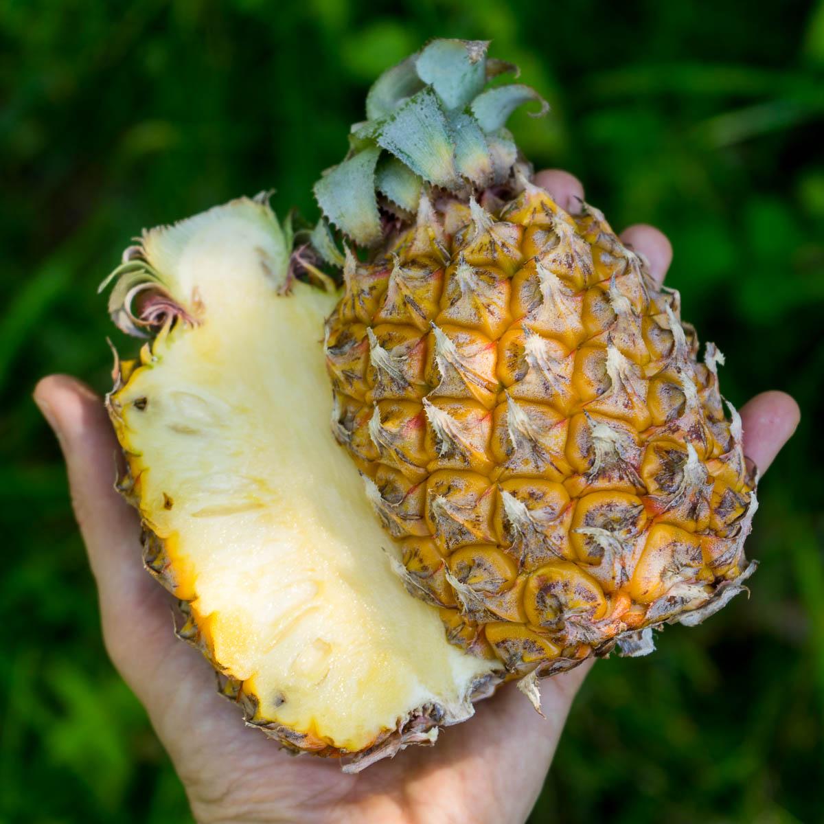 Pineapple Victoria Baby