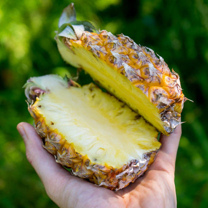 Pineapple Victoria Baby