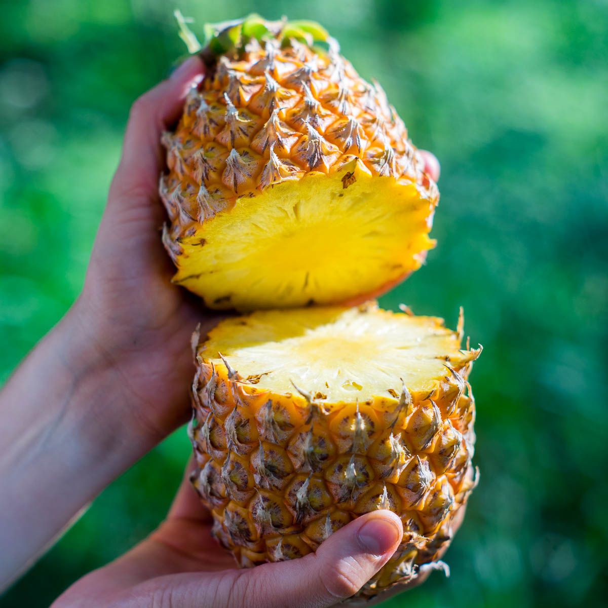Ananas Mauritius - acheter à Jurassic Fruit