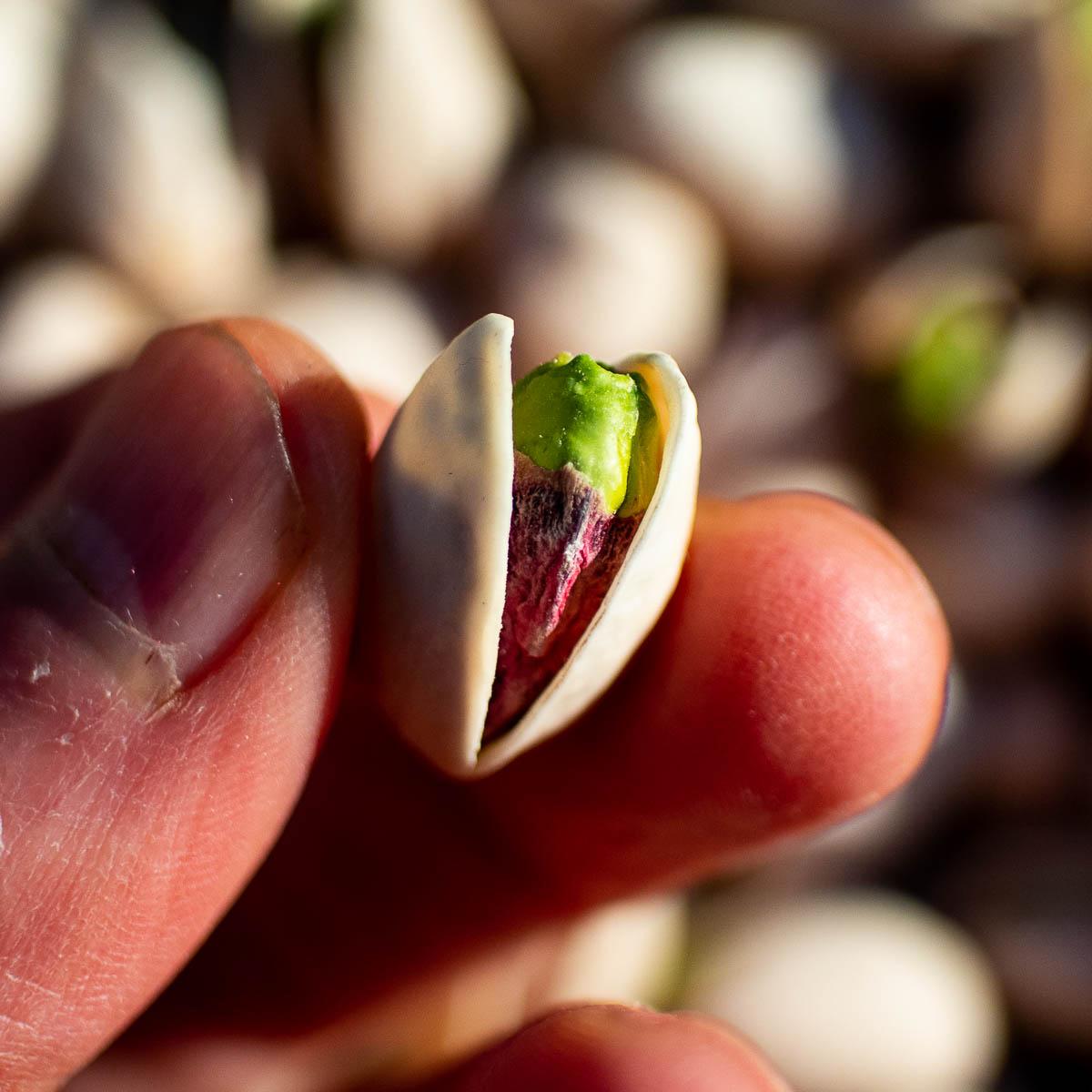 Pistachio with shell