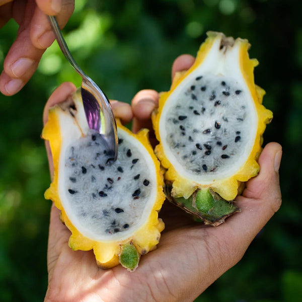 Fruit du Dragon (pitaya) jaune sucré