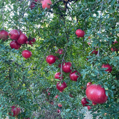 Granatapfel Hicaz