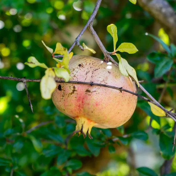 Pomegranate Mollar