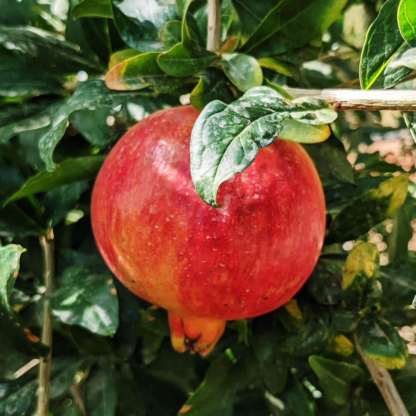 Granatapfel Ruby