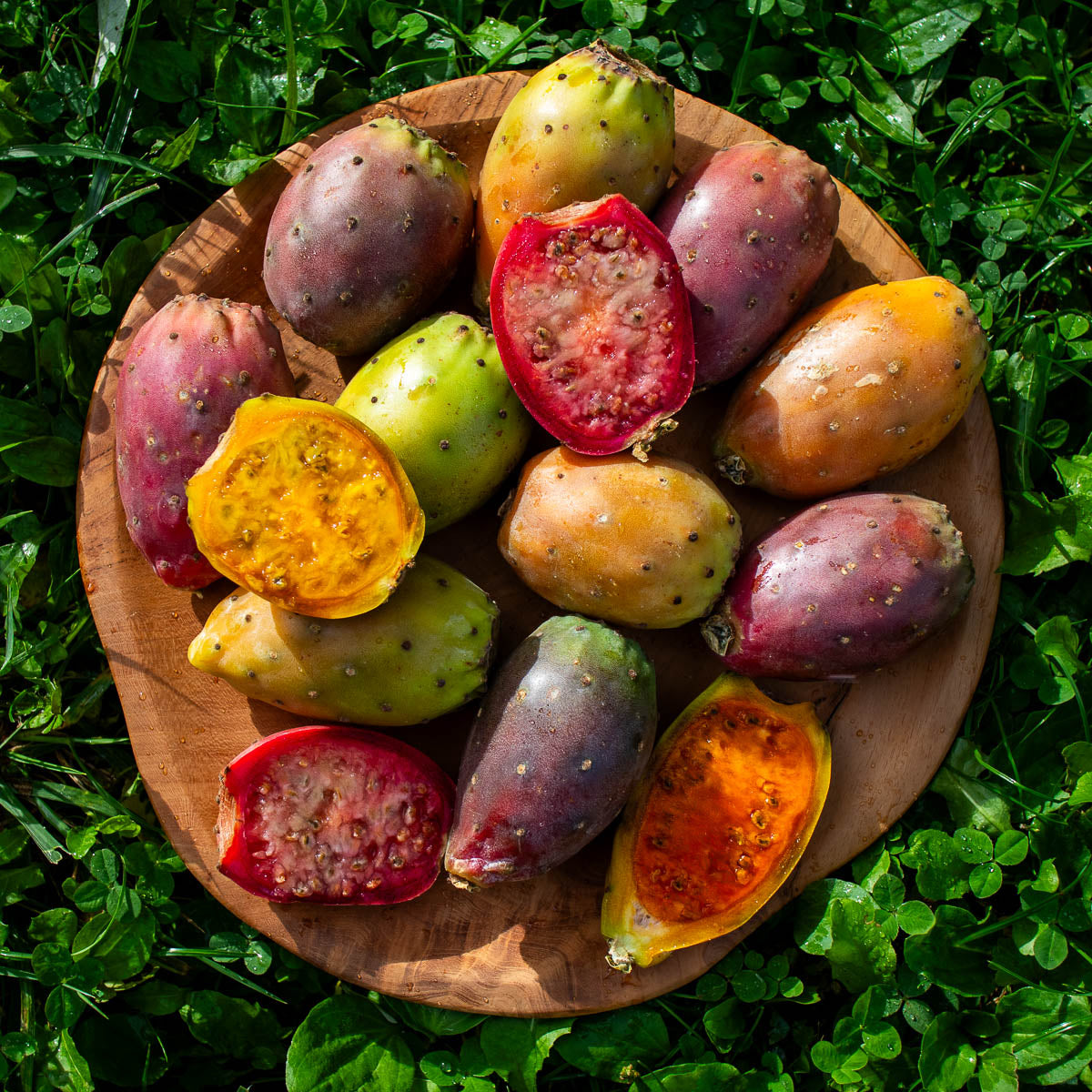 Barbary fig