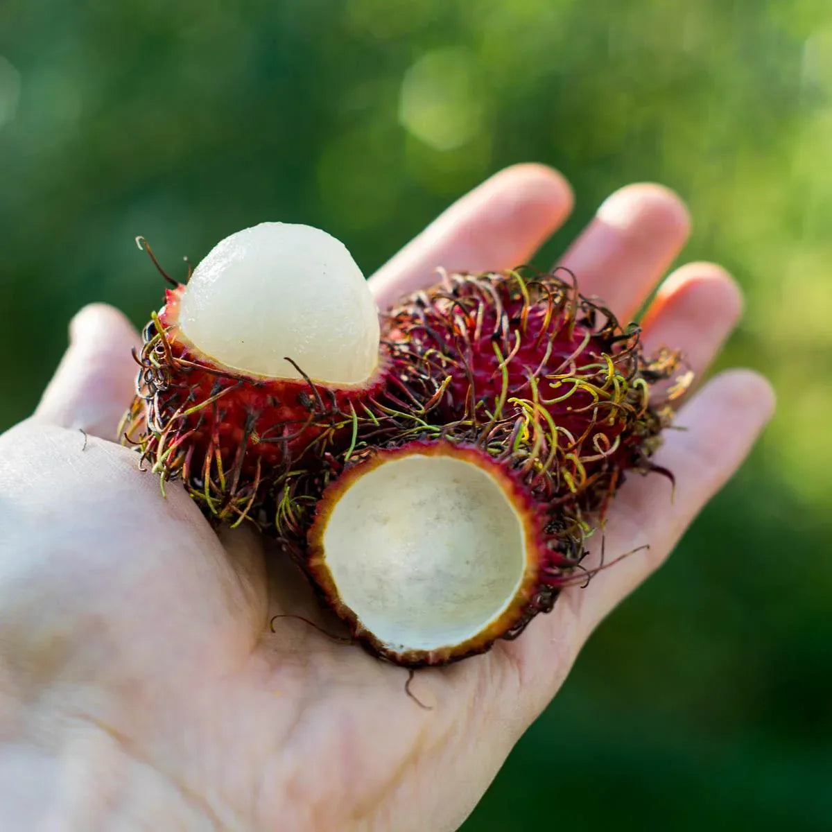 Fruta Rambutan