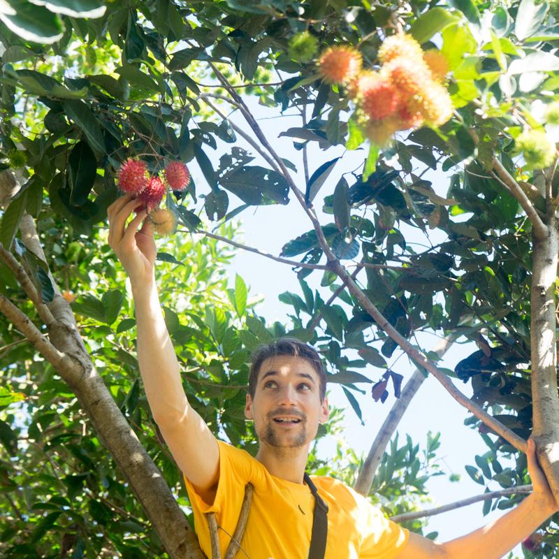 Rambutan
