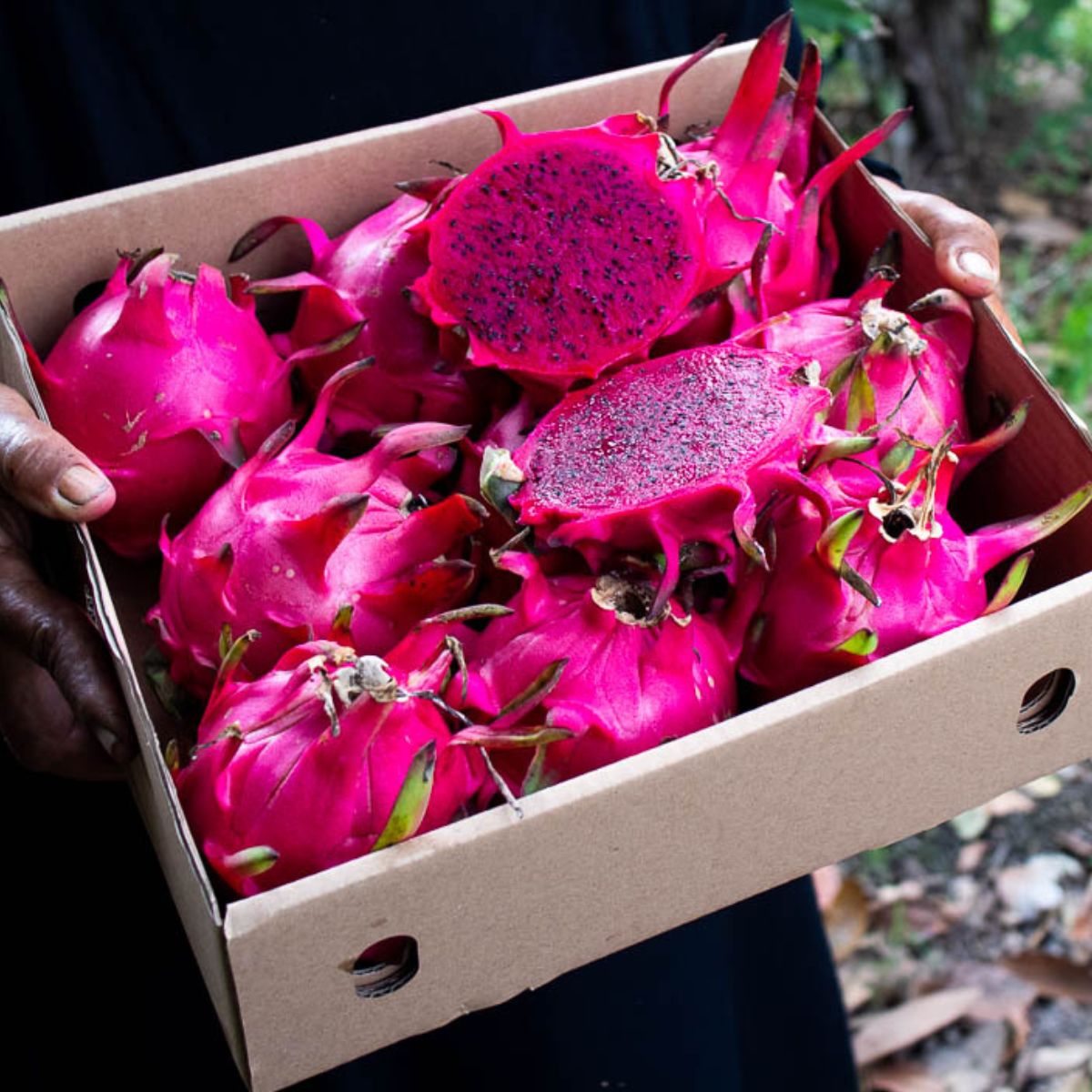 Drachenfrucht (Pitaya) rot