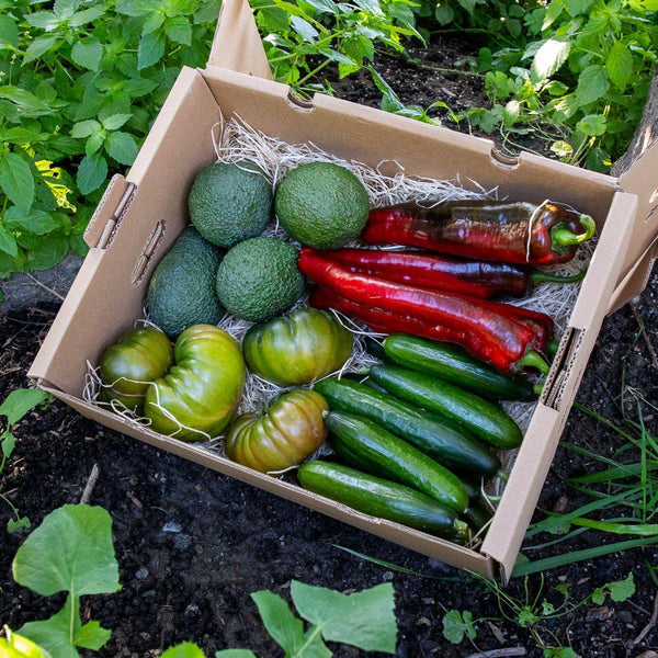 Caisse salade avec avocat et légumes