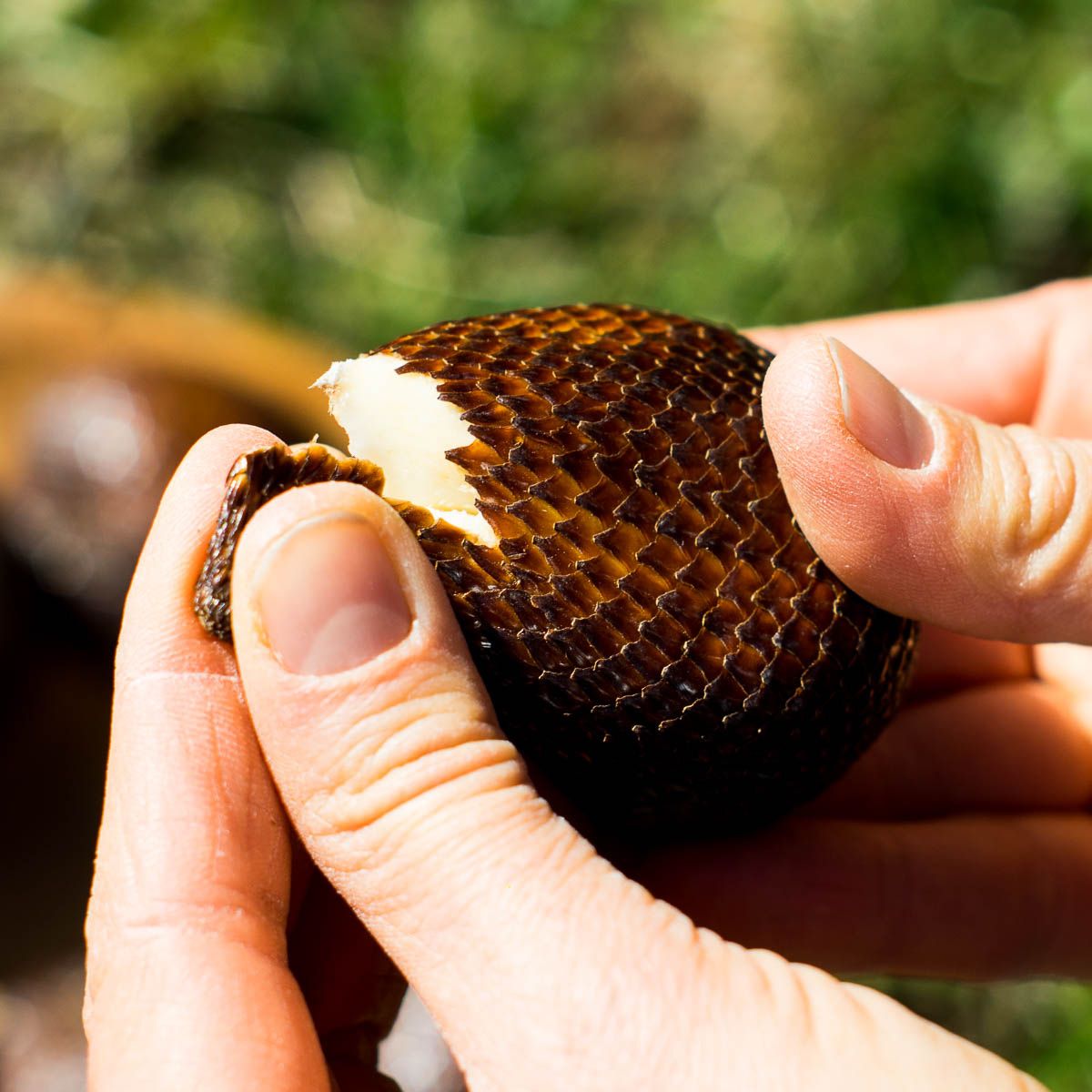 Salak Honey Pasir