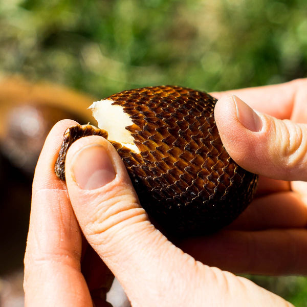 Salak (Snake Fruit) Honey Pasir