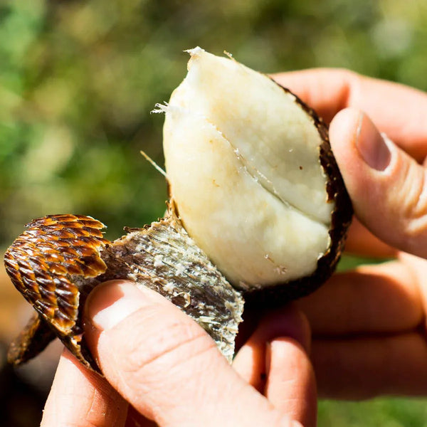 Salak (Snake Fruit) Honey