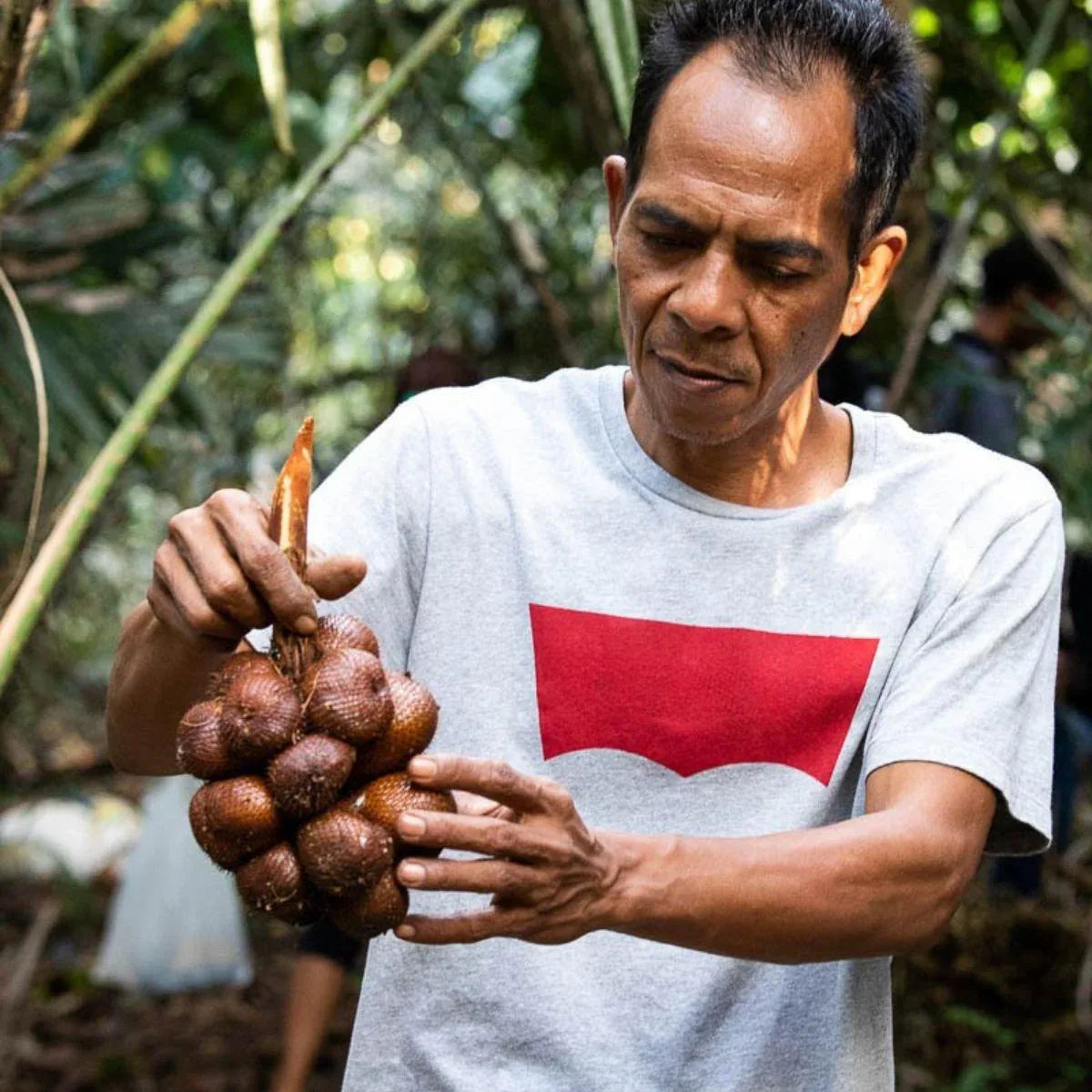 70 Graines De Fruits Salak Fraîches - Graines De Palmier Serpent - Pour Culture Intérieure Ou Extérieure