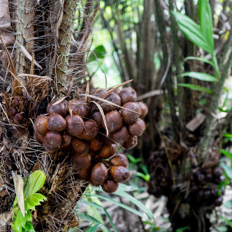Salak Honey