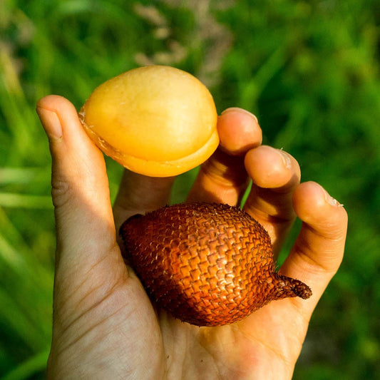 Salak (Snake Fruit) Juicy