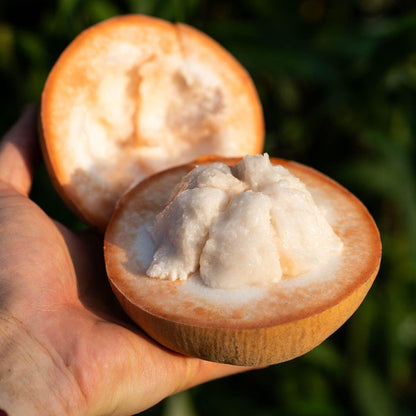 Santol