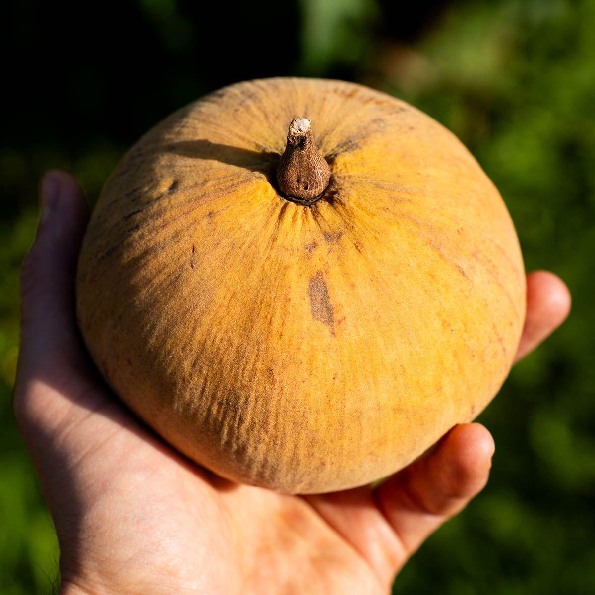 Santol