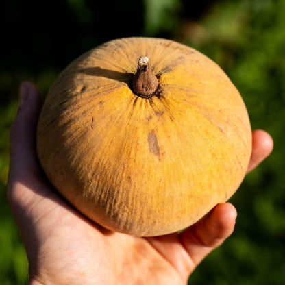 Santol