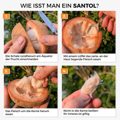 Santol