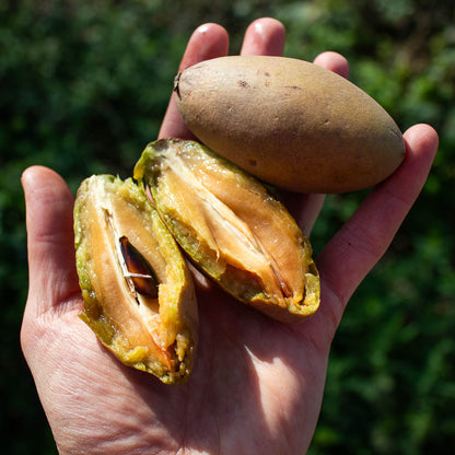 Sapotille Malay