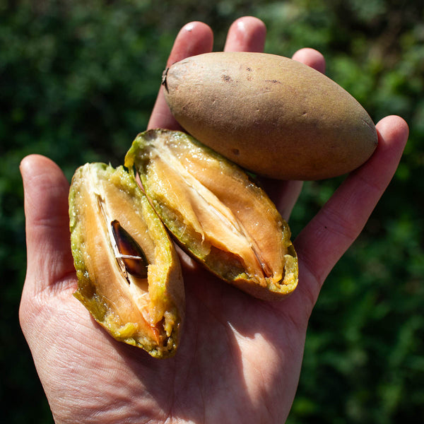Sapodilla Malay