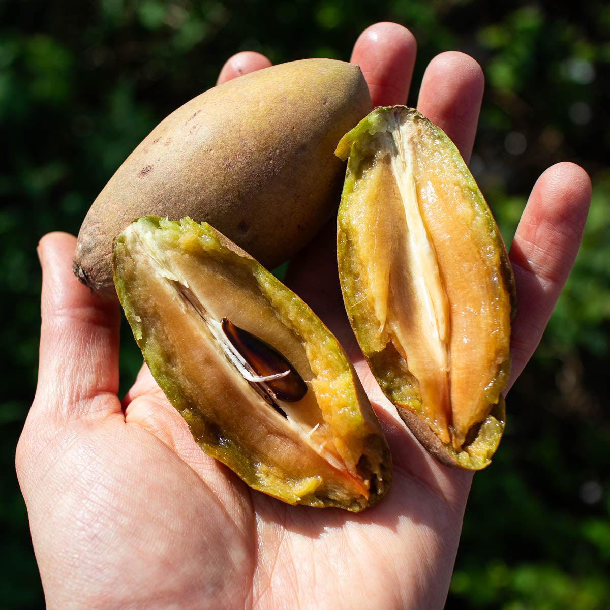Sapotille Malay