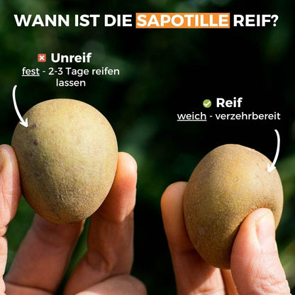 Sapodilla Malay