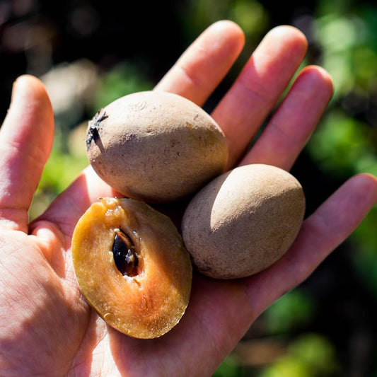 Sapodilla