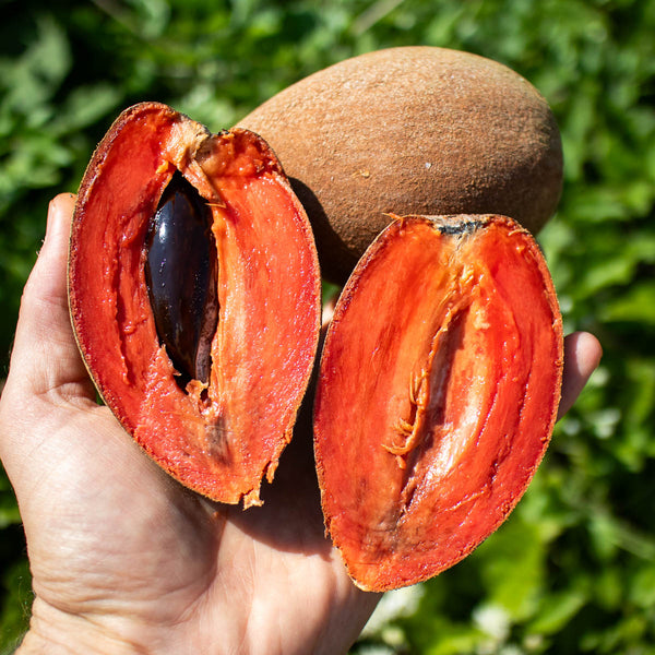Sapote Mamey