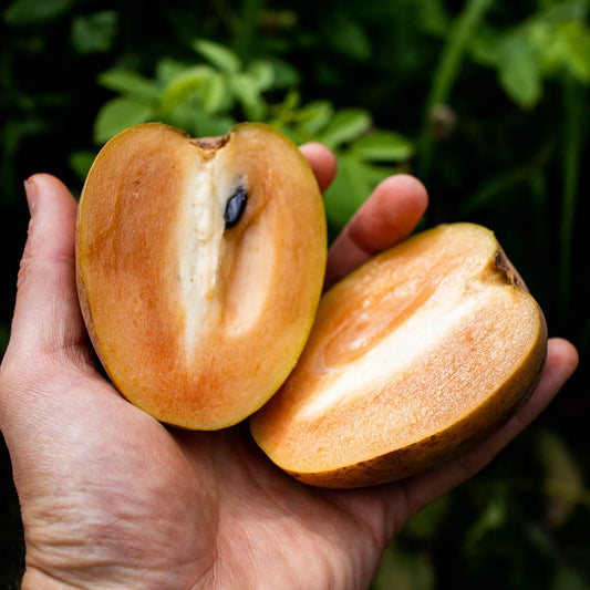 Sapote Chico