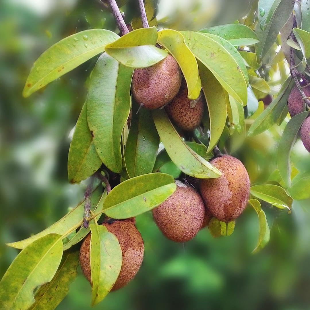 Sapote Chico