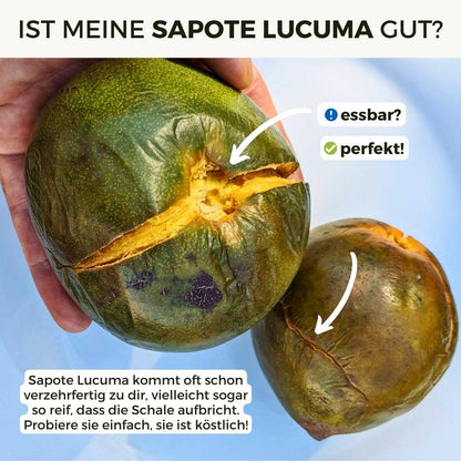 Sapote Lucuma