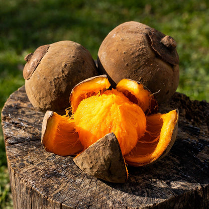 Sapote Chupa