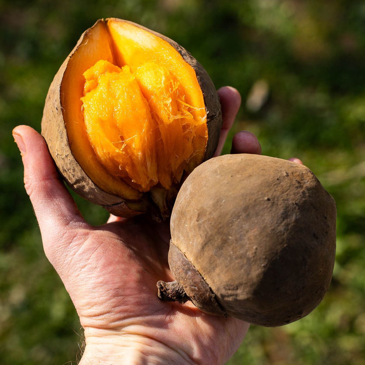 Sapote Chupa