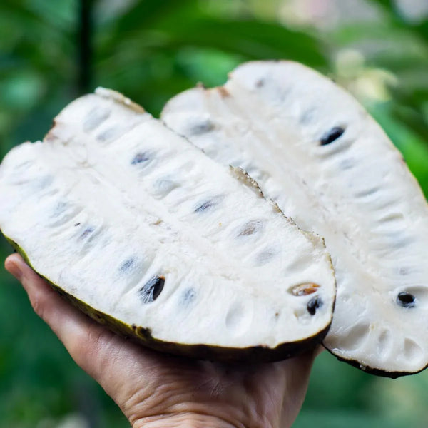 Soursop