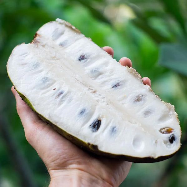 Soursop
