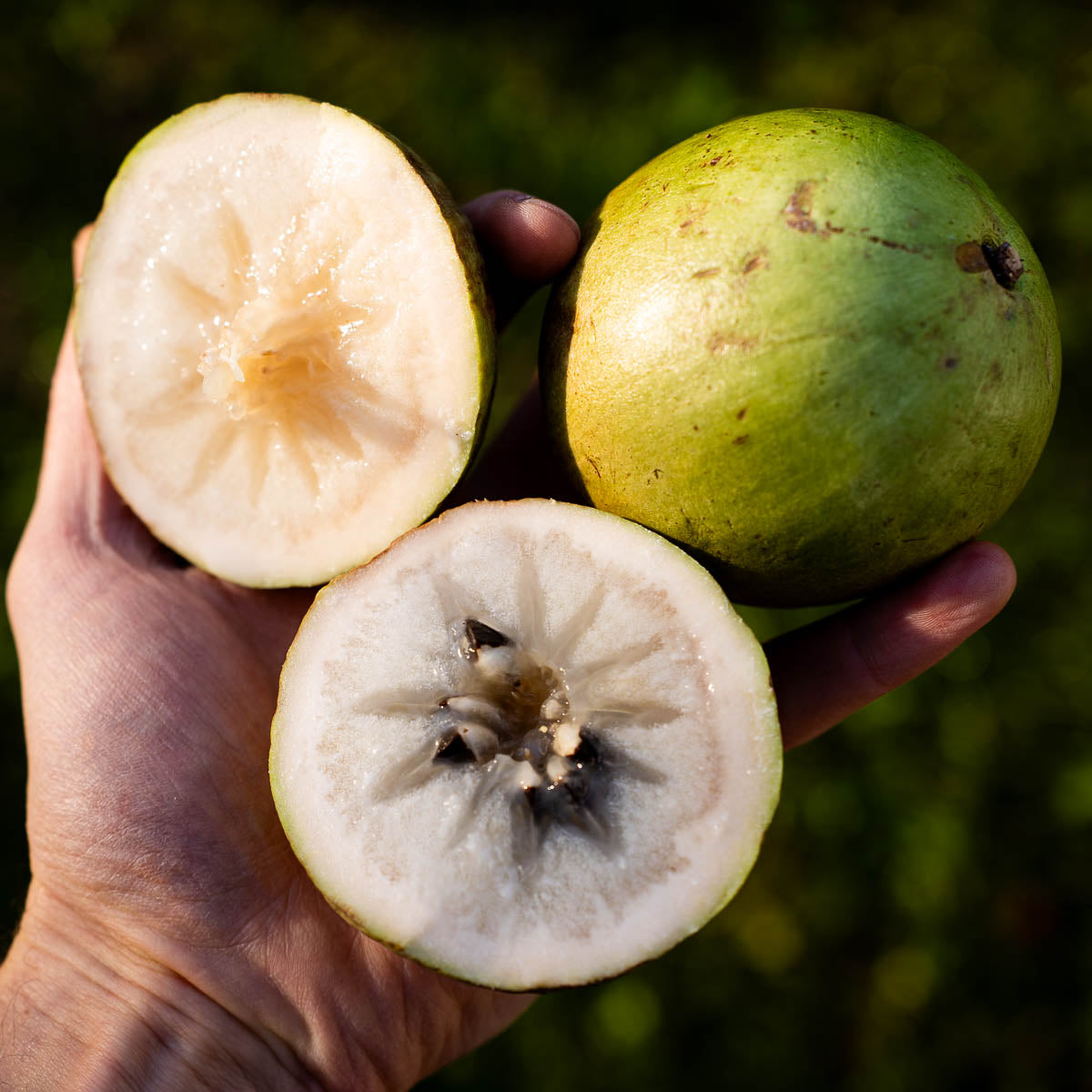 Milk Fruit (Star Apple) Crystal