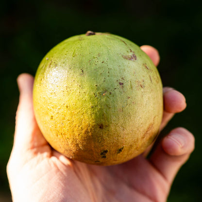 Milk Fruit (Star Apple) Crystal