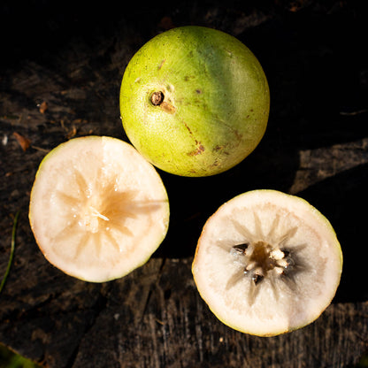 Milk Fruit (Star Apple) Crystal