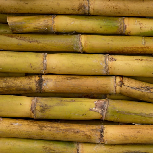 Sugar Cane