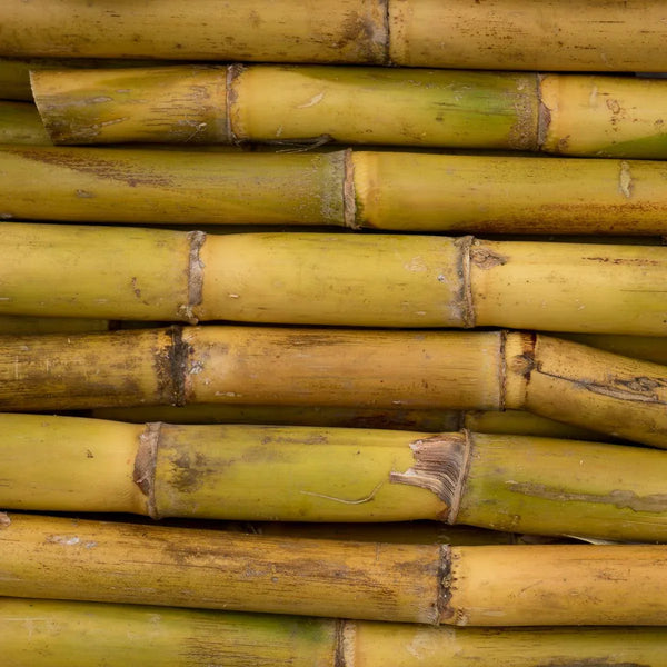 Canne à sucre