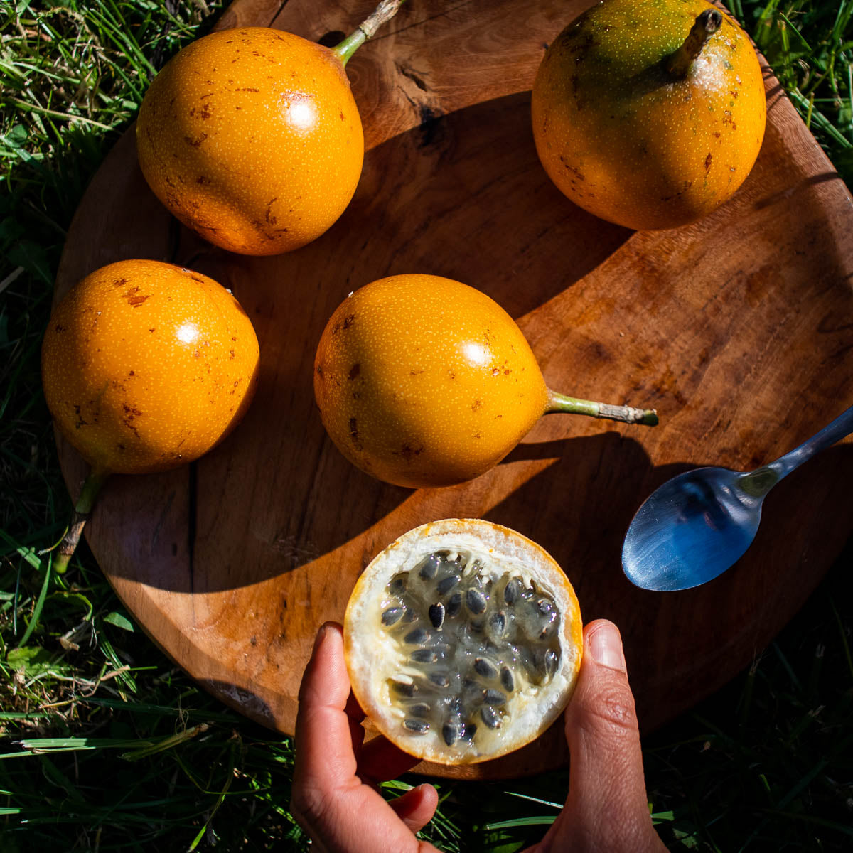 Sweet Granadilla